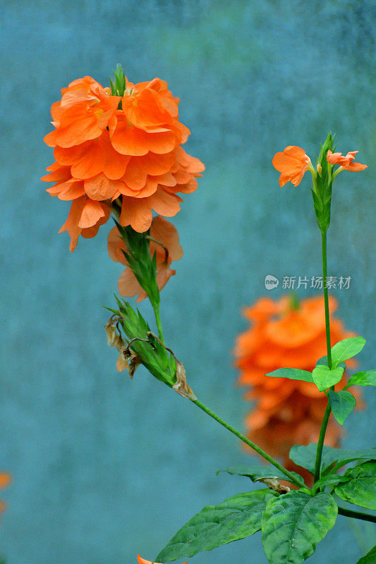 凤头花/爆竹花:从春天到秋天提供几个月的可爱的花朵